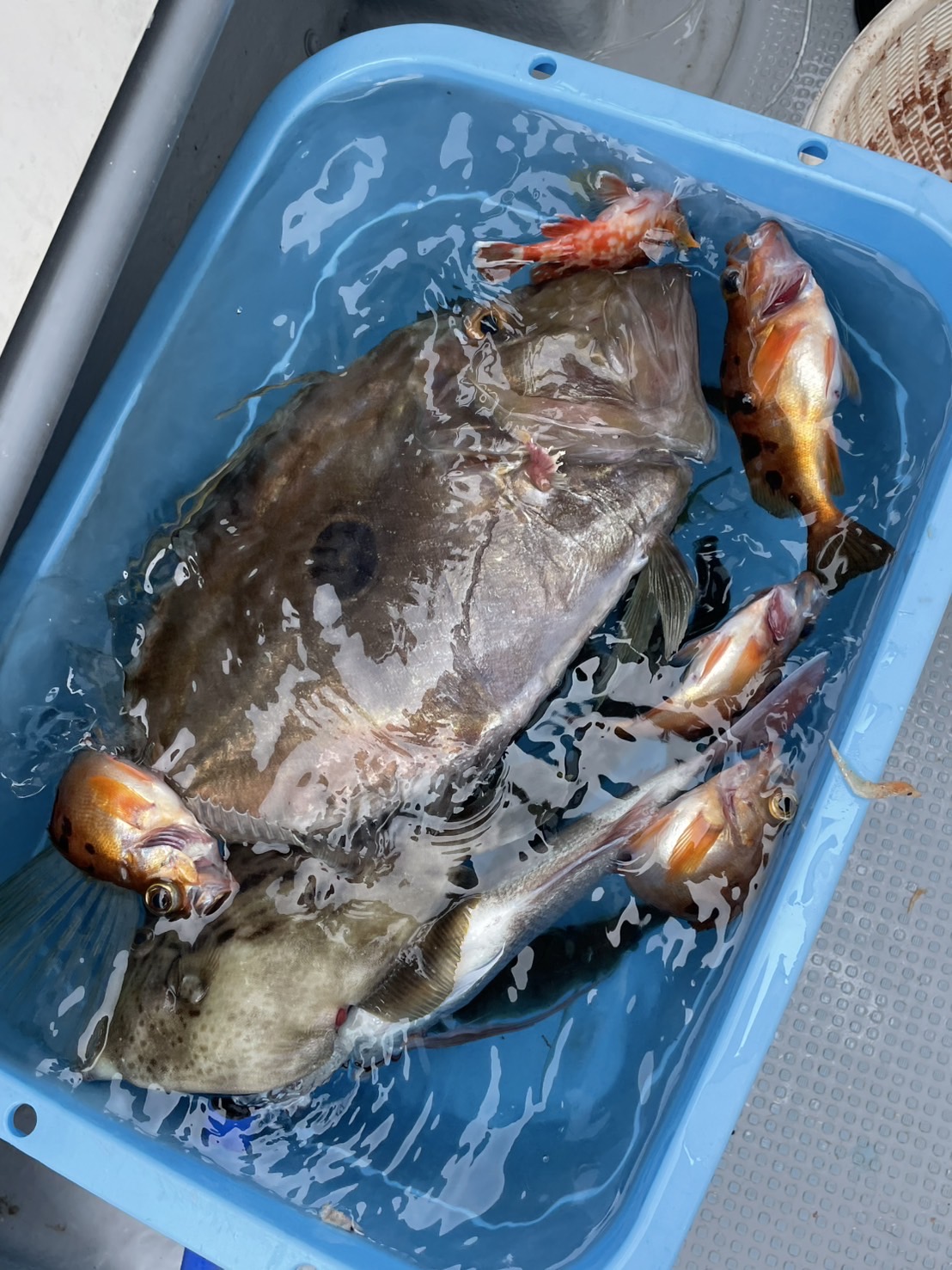 202505071903233-ryusei.jpeg